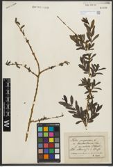 Foto von Salix purpurea L.